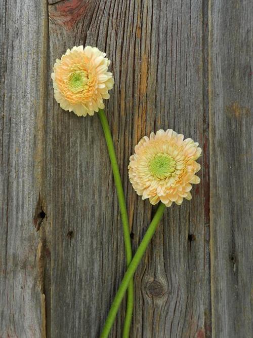 TERRA MAGA PEACH GERONDO GERBERA DAISY